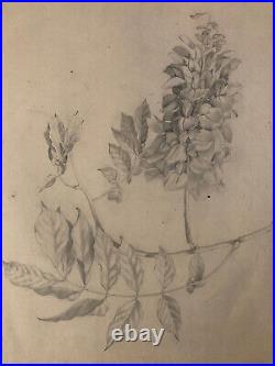 Beau Dessin 1900 Crayon Fleur Fleurs Branche Plante Art Nouveau Herbier Ancien