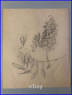 Beau Dessin 1900 Crayon Fleur Fleurs Branche Plante Art Nouveau Herbier Ancien