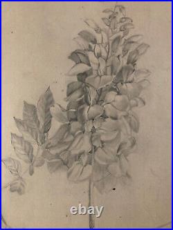 Beau Dessin 1900 Crayon Fleur Fleurs Branche Plante Art Nouveau Herbier Ancien