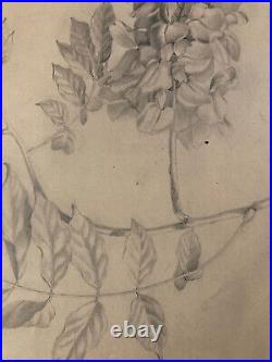 Beau Dessin 1900 Crayon Fleur Fleurs Branche Plante Art Nouveau Herbier Ancien