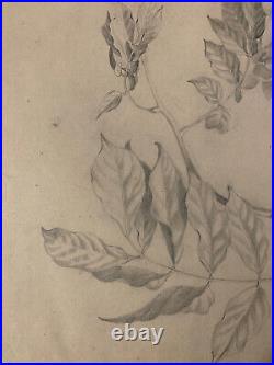 Beau Dessin 1900 Crayon Fleur Fleurs Branche Plante Art Nouveau Herbier Ancien