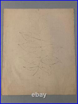 Beau Dessin 1900 Crayon Fleur Fleurs Branche Plante Art Nouveau Herbier Ancien