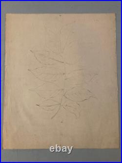 Beau Dessin 1900 Crayon Fleur Fleurs Branche Plante Art Nouveau Herbier Ancien