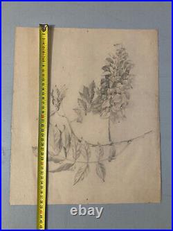 Beau Dessin 1900 Crayon Fleur Fleurs Branche Plante Art Nouveau Herbier Ancien