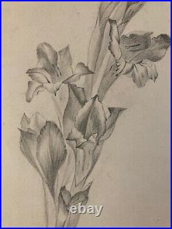 Beau Dessin 1900 Fleur Fleurs Crayon Branche Plante Art Nouveau Herbier Ancien