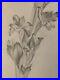 Beau-Dessin-1900-Fleur-Fleurs-Crayon-Branche-Plante-Art-Nouveau-Herbier-Ancien-01-fff