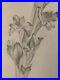 Beau-Dessin-1900-Fleur-Fleurs-Crayon-Branche-Plante-Art-Nouveau-Herbier-Ancien-01-go