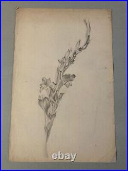 Beau Dessin 1900 Fleur Fleurs Crayon Branche Plante Art Nouveau Herbier Ancien