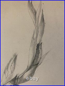 Beau Dessin 1900 Fleur Fleurs Crayon Branche Plante Art Nouveau Herbier Ancien