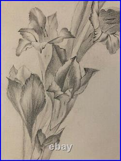 Beau Dessin 1900 Fleur Fleurs Crayon Branche Plante Art Nouveau Herbier Ancien