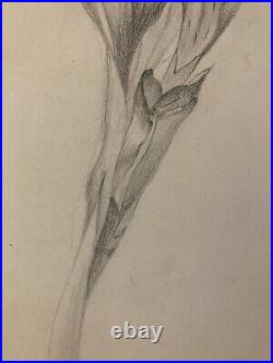 Beau Dessin 1900 Fleur Fleurs Crayon Branche Plante Art Nouveau Herbier Ancien