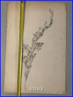 Beau Dessin 1900 Fleur Fleurs Crayon Branche Plante Art Nouveau Herbier Ancien