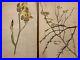 Beau-Lot-2-Dessins-Ancien-1920-Gouache-Fleur-Fleurs-Plante-Art-Nouveau-Herbier-01-tudc