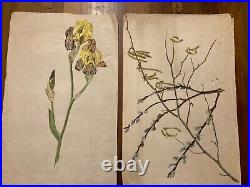 Beau Lot 2 Dessins Ancien 1920 Gouache Fleur Fleurs Plante Art Nouveau Herbier