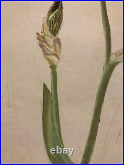 Beau Lot 2 Dessins Ancien 1920 Gouache Fleur Fleurs Plante Art Nouveau Herbier