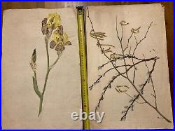 Beau Lot 2 Dessins Ancien 1920 Gouache Fleur Fleurs Plante Art Nouveau Herbier