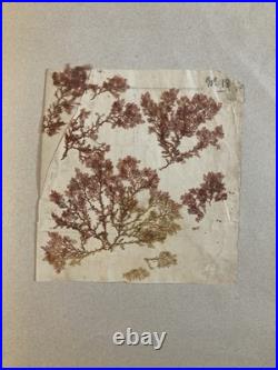 Bel Herbier Algue Mer 1900 6 Planches, Plante Art Nouveau Algues Ancien Océan