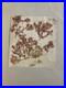 Bel-Herbier-Algue-Mer-1900-6-Planches-Plante-Art-Nouveau-Algues-Ancien-Ocean-01-ro