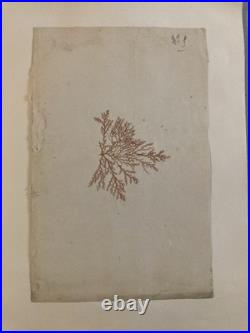 Bel Herbier Algue Mer 1900 6 Planches, Plante Art Nouveau Algues Ancien Océan