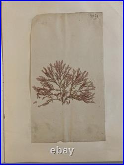 Bel Herbier Algue Mer 1900 6 Planches, Plante Art Nouveau Algues Ancien Océan