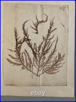 Bel Herbier Algue Mer 1900 6 Planches, Plante Art Nouveau Algues Ancien Océan