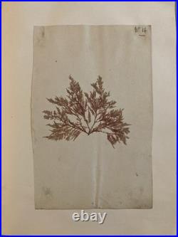 Bel Herbier Algue Mer 1900 6 Planches, Plante Art Nouveau Algues Ancien Océan