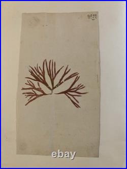 Bel Herbier Algue Mer 1900 6 Planches, Plante Art Nouveau Algues Ancien Océan