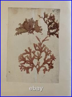 Bel Herbier Algue Mer 1900 6 Planches, Plante Art Nouveau Algues Ancien Océan