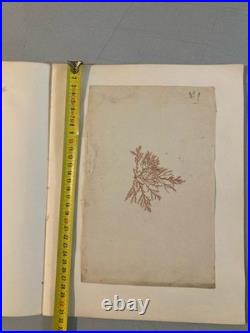 Bel Herbier Algue Mer 1900 6 Planches, Plante Art Nouveau Algues Ancien Océan