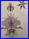 Belle-Peinture-Ancien-1920-Gouache-Fleur-Fleurs-Plante-Art-Nouveau-Orchidee-01-dj